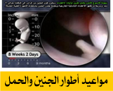 مواعيد أطوار الجنين